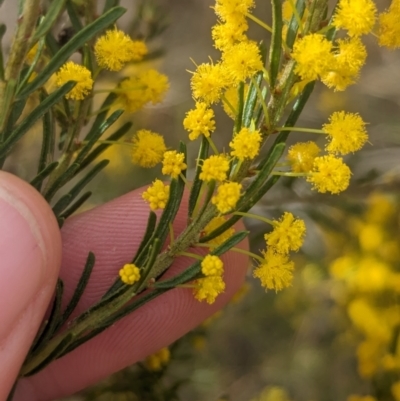 Acacia lineata