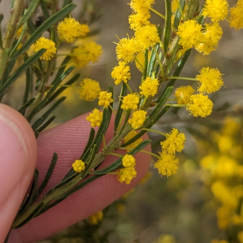 Acacia lineata