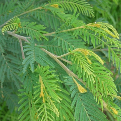 Acacia trachyphloia