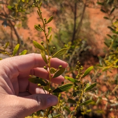 Acacia melleodora