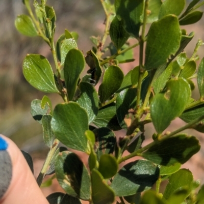 Acacia monticola