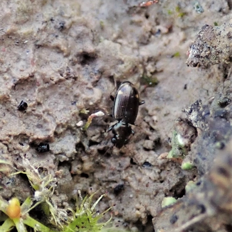 Bembidion sp. (genus)