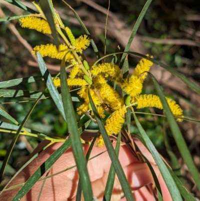 Acacia olgana