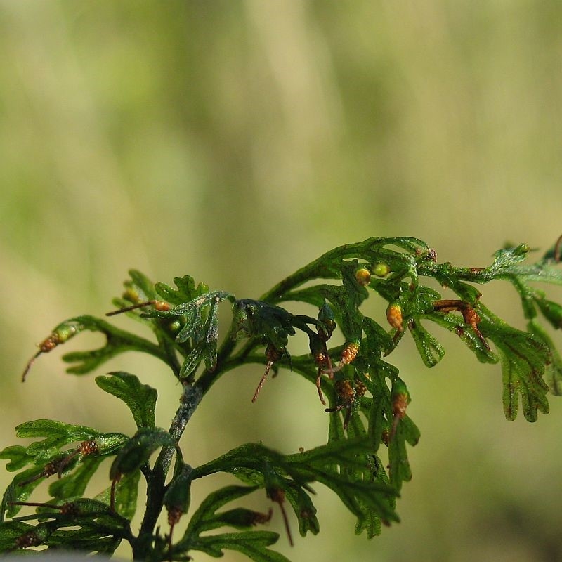 Abrodictyum caudatum