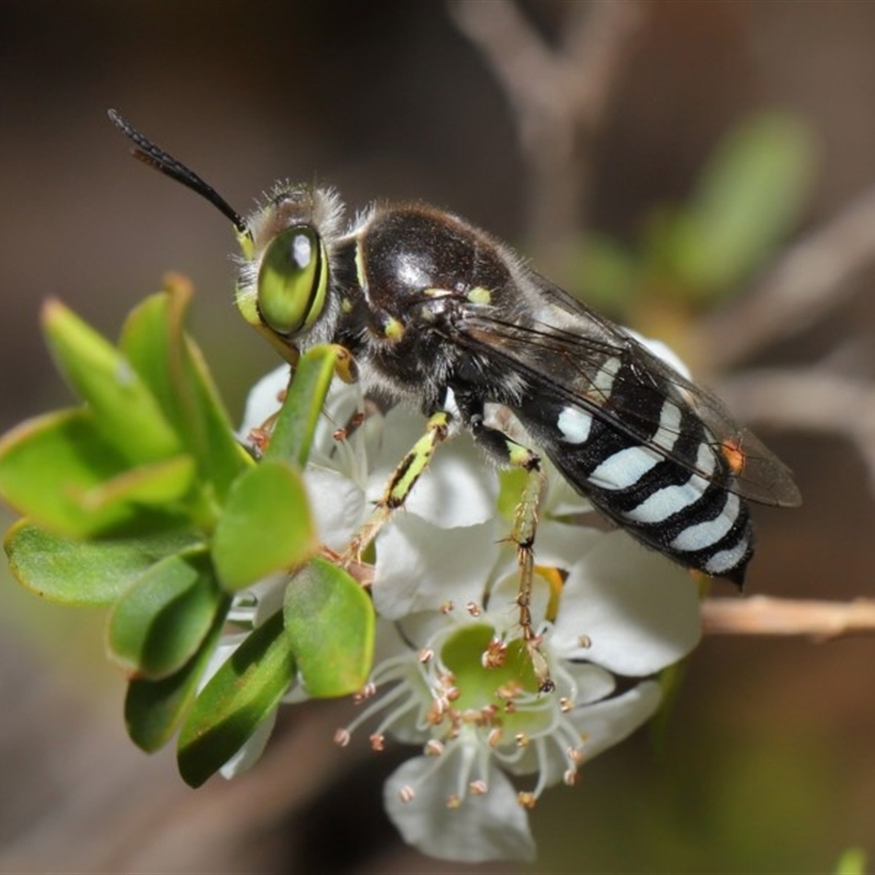 Bembix sp. (genus)