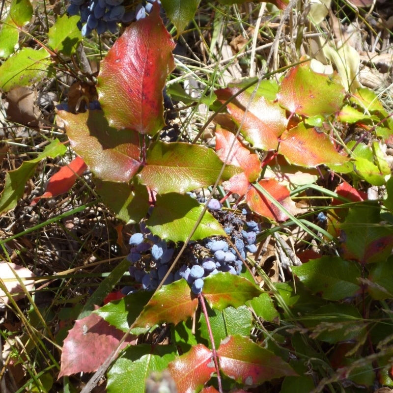 Berberis aquifolium