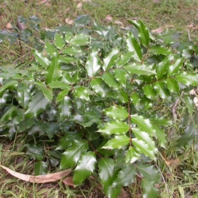 Berberis aquifolium