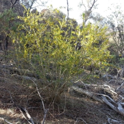 Berberis vulgaris