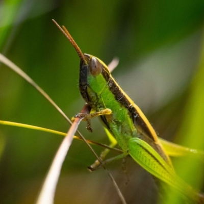 Bermius brachycerus