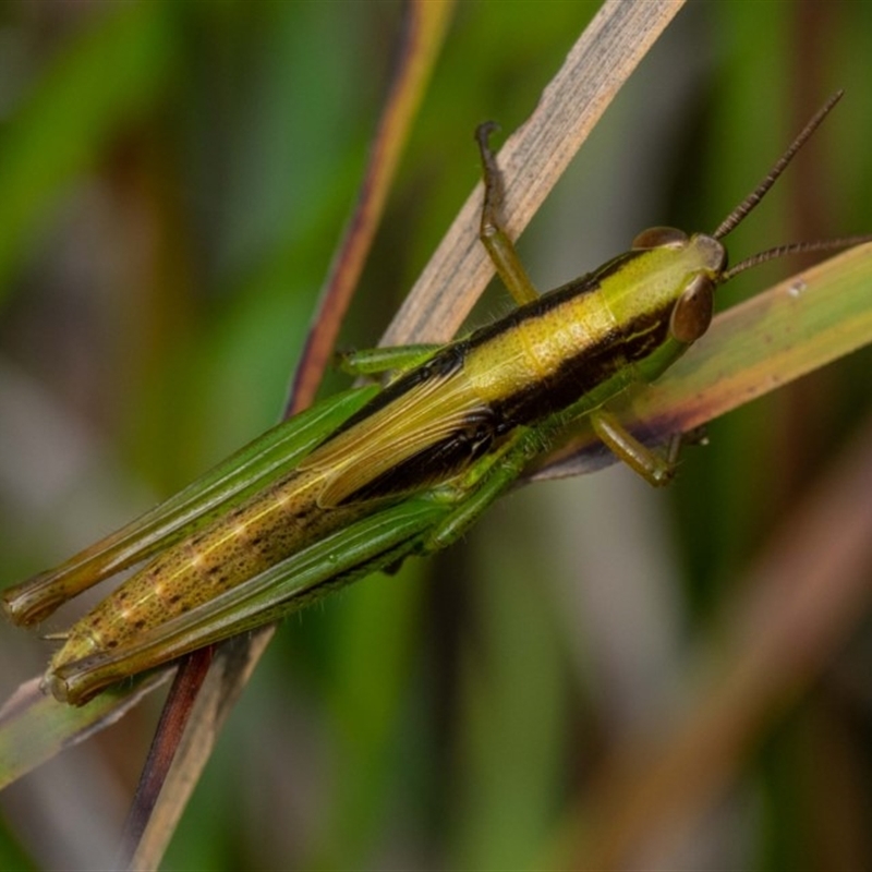 Bermius brachycerus