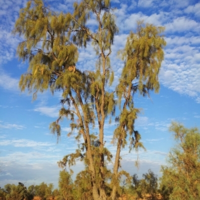 Acacia peuce