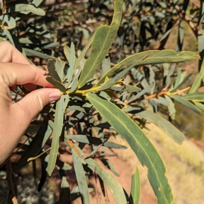 Acacia pruinocarpa