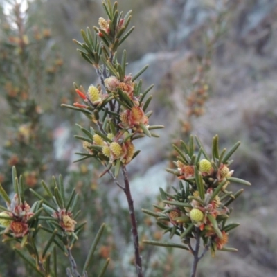 Bertya rosmarinifolia