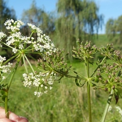 Berula erecta