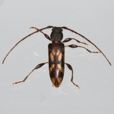 Bethelium diversicorne