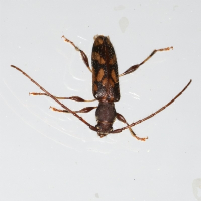 Bethelium diversicorne