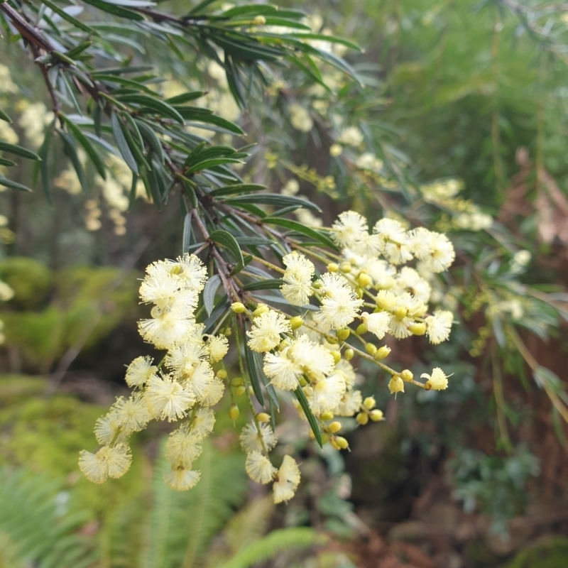 Acacia riceana