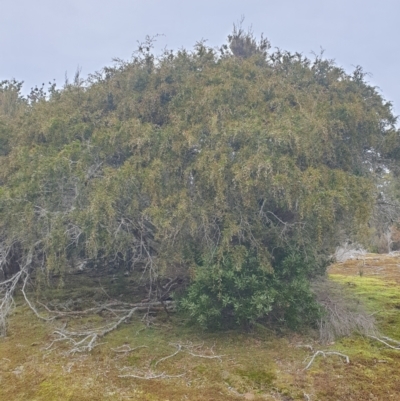 Acacia riceana