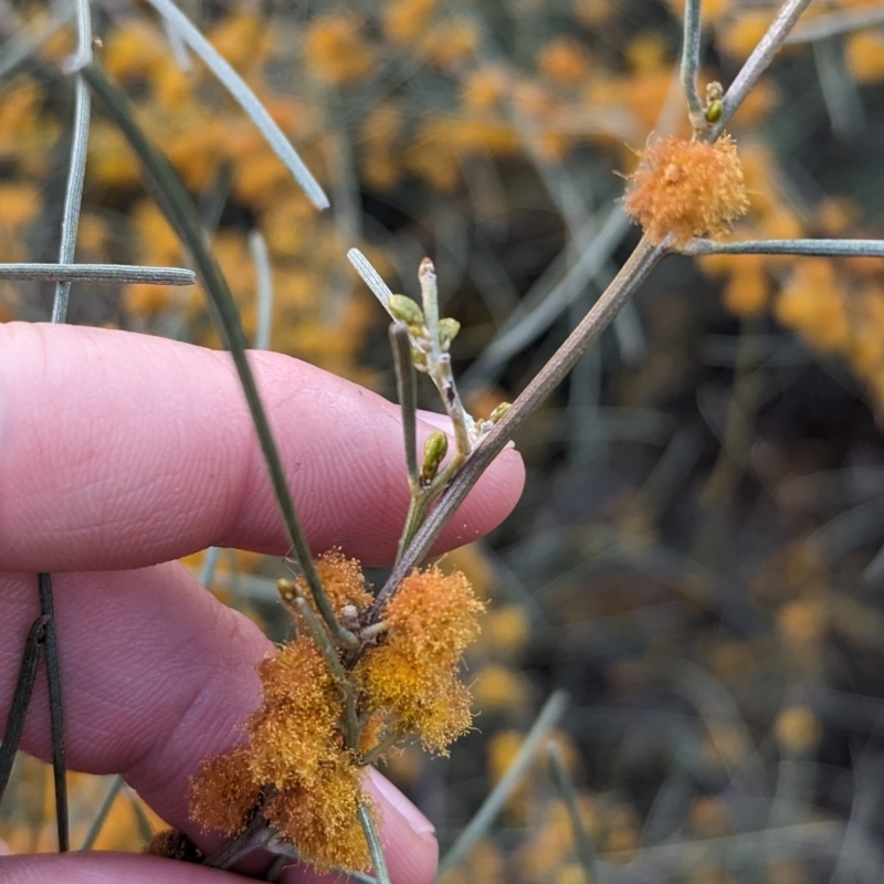 Acacia rigens