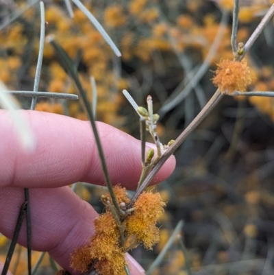 Acacia rigens