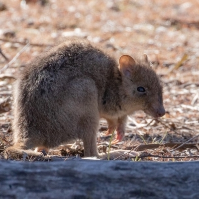 Bettongia gaimardi