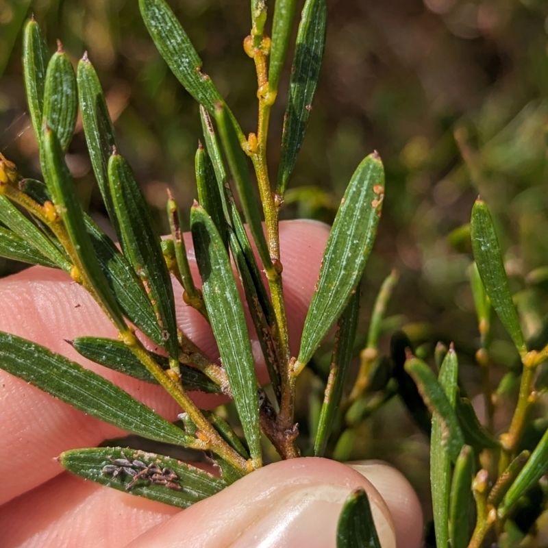 Acacia sclerophylla