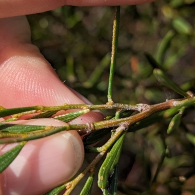 Acacia sclerophylla