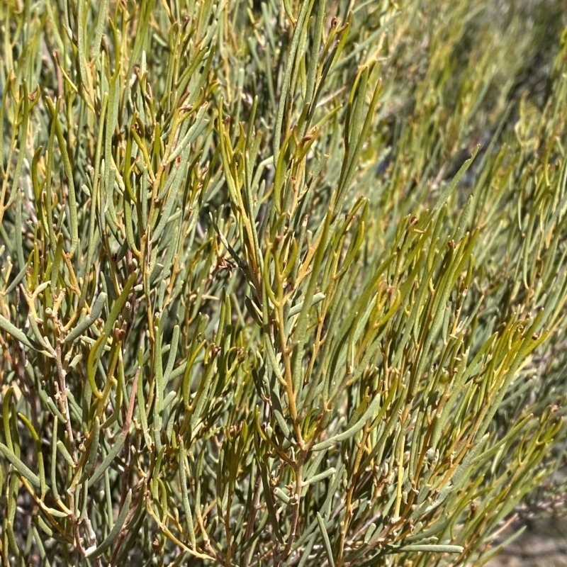 Acacia sibirica