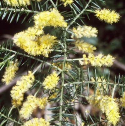 Acacia verticillata subsp. verticillata