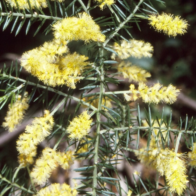 Acacia verticillata subsp. verticillata