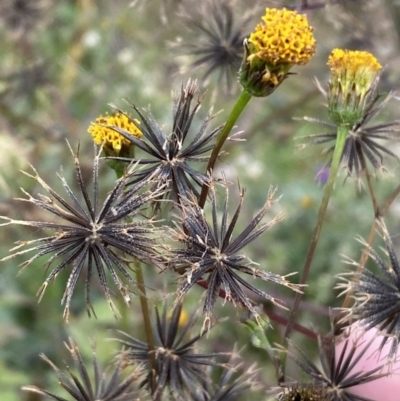 Bidens pilosa