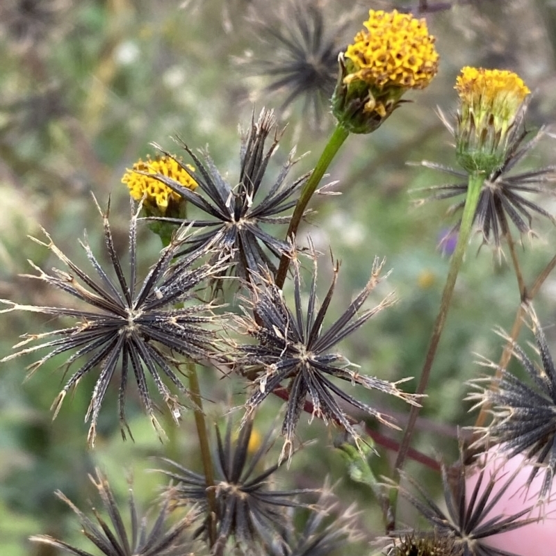 Bidens pilosa