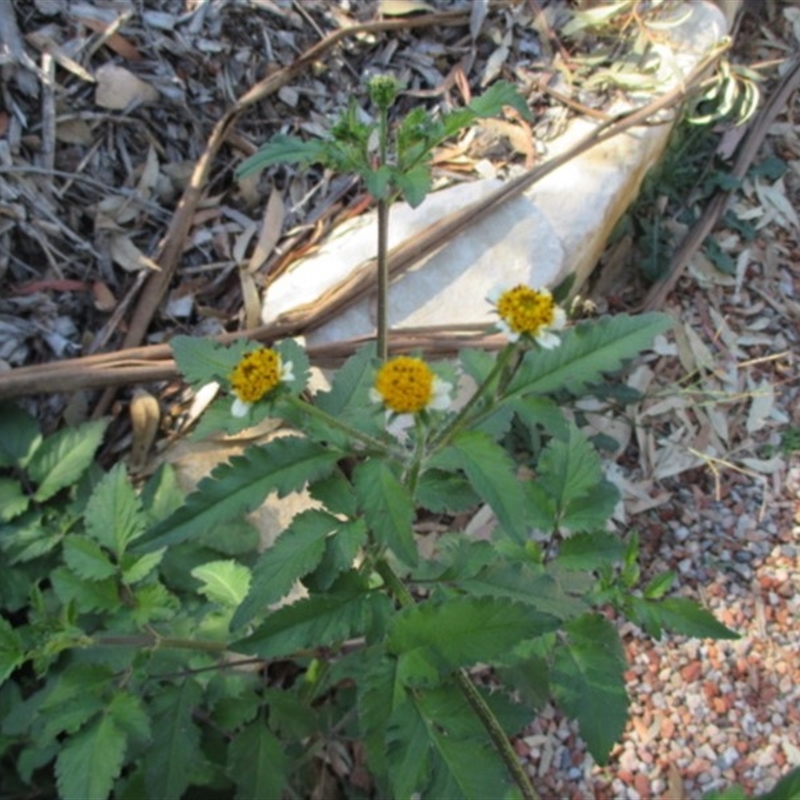 Bidens pilosa var. minor