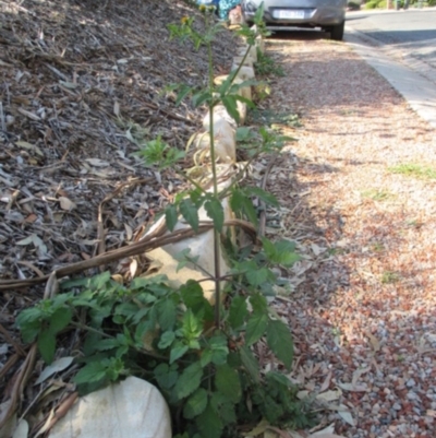 Bidens pilosa var. minor