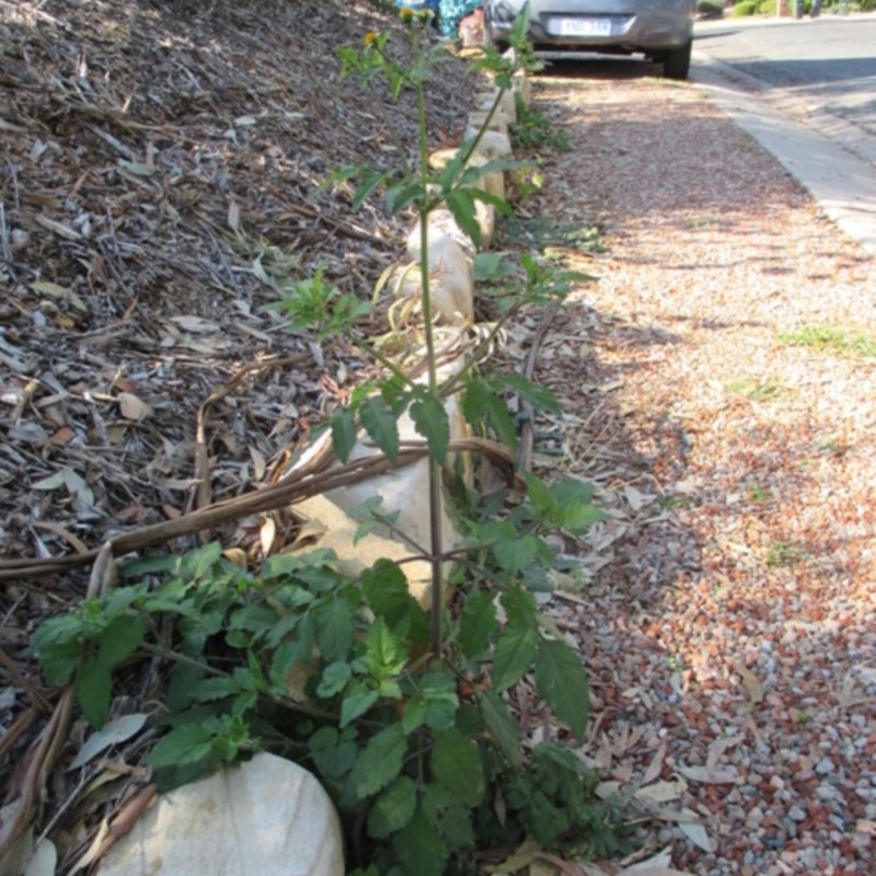 Bidens pilosa var. minor