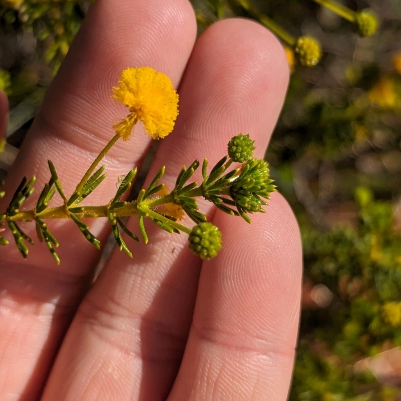 Acacia spondylophylla