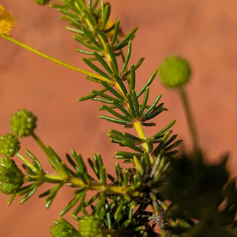 Acacia spondylophylla