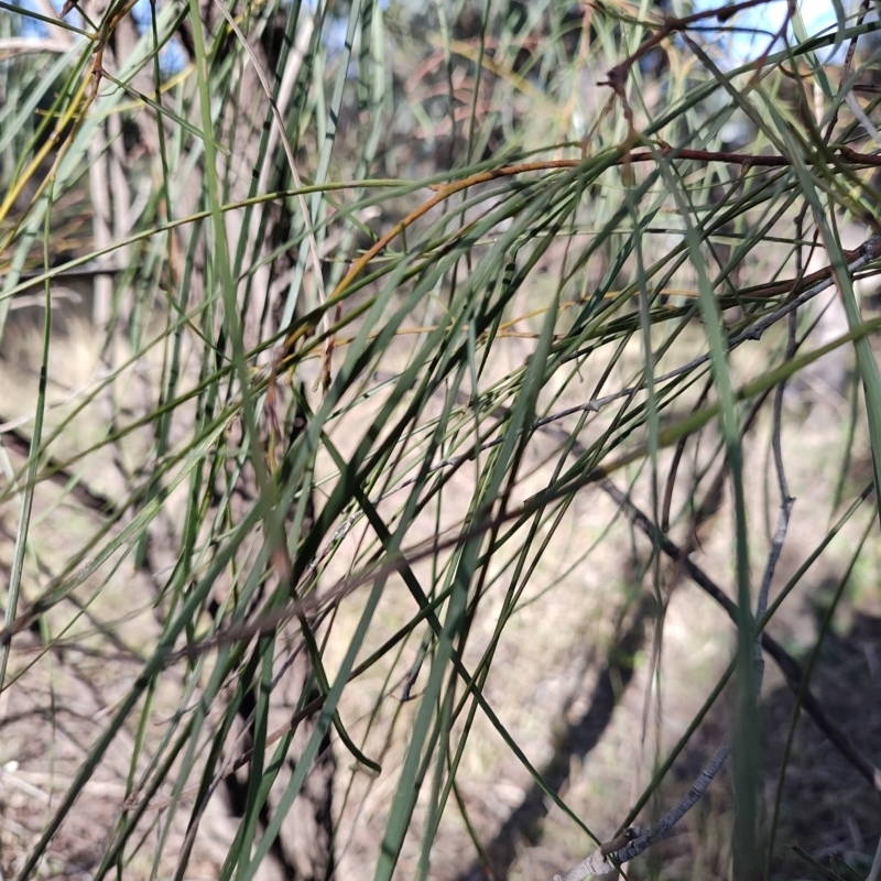 Acacia stenophylla