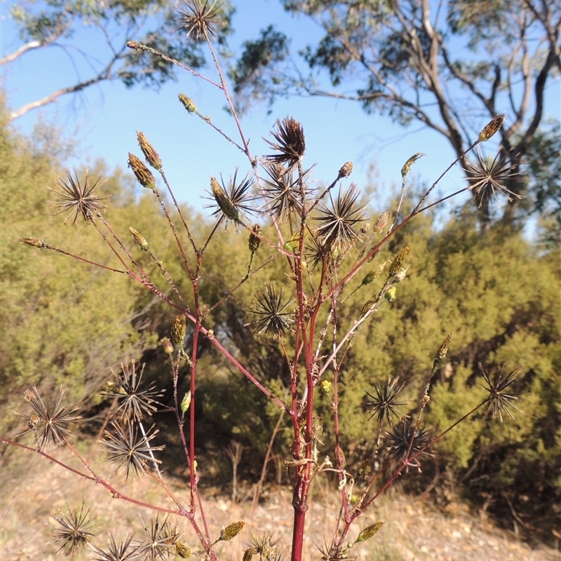 Bidens subalternans