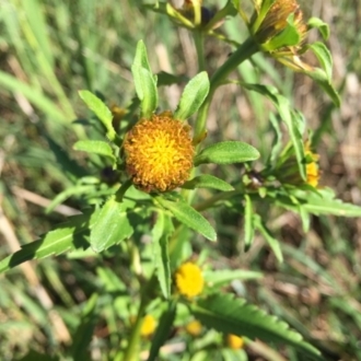 Panboola, in a wet area