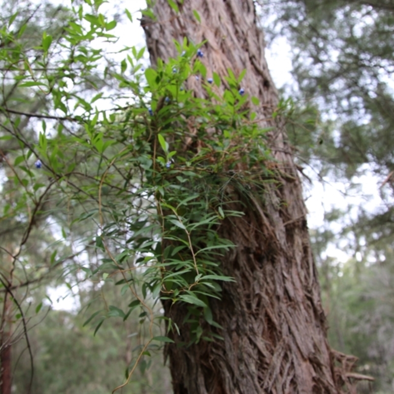 Billardiera fusiformis