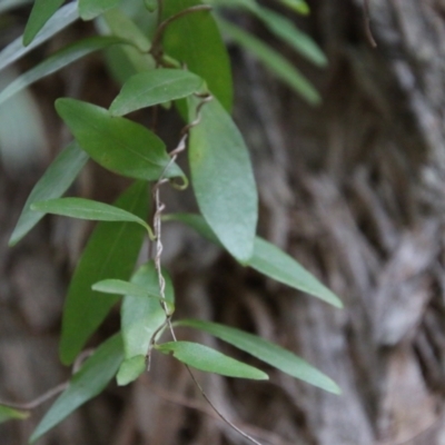 Billardiera fusiformis