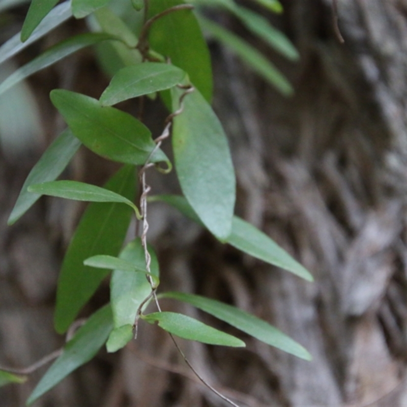 Billardiera fusiformis