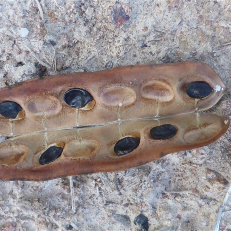 Acacia vestita