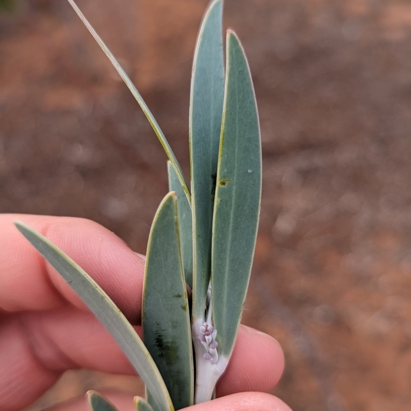 Acacia toonduyla