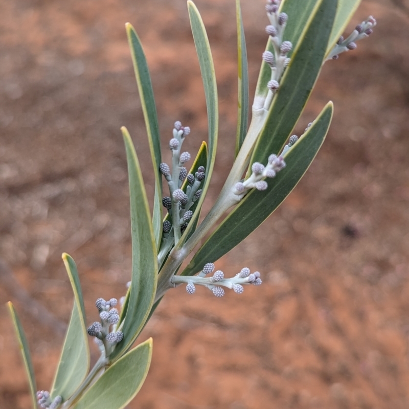 Acacia toonduyla