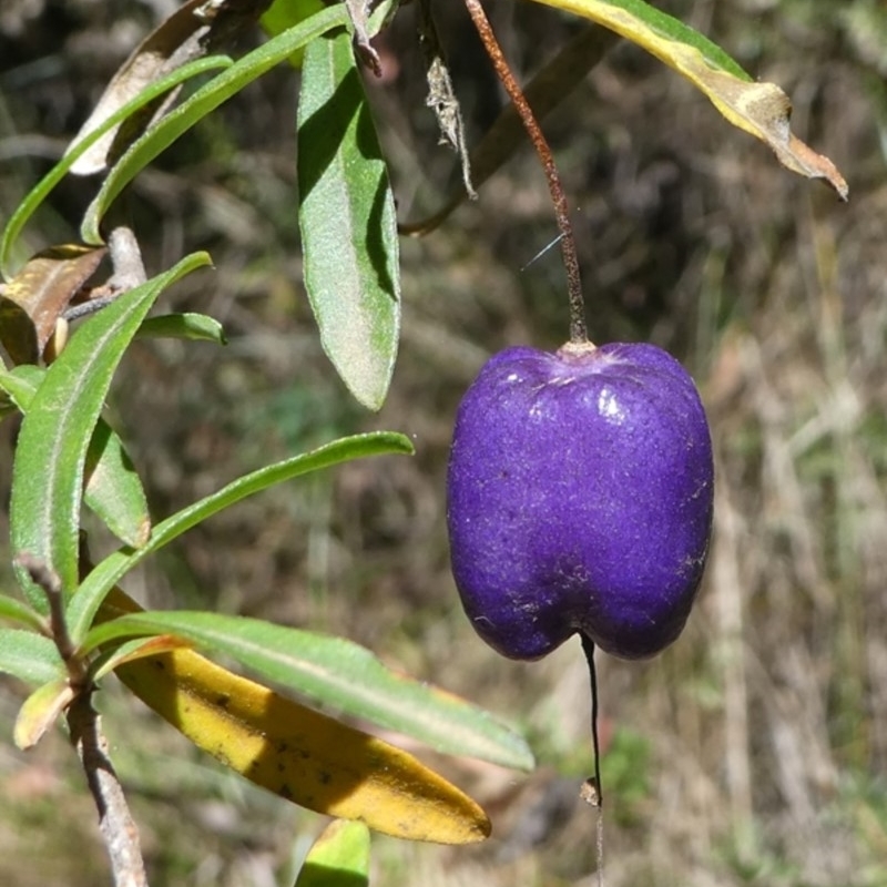 Billardiera macrantha