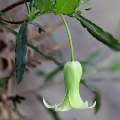 Billardiera mutabilis