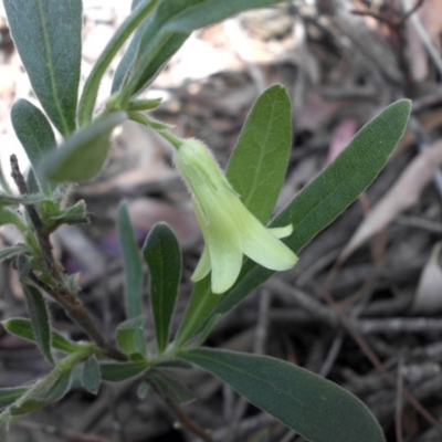 Billardiera scandens