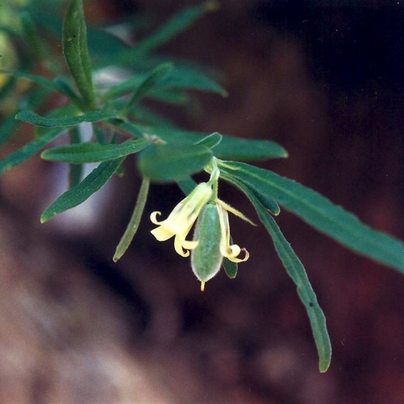 Billardiera scandens